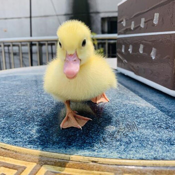 柯尔鸭活体 宠物小鸭子幼崽活物鸭苗成年鸭受精鸭蛋 【现货】鸭苗一只