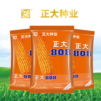 细辛正大808(4000粒装)稳产玉米种子棒子大籽粒深抗性好(广东海南拍)