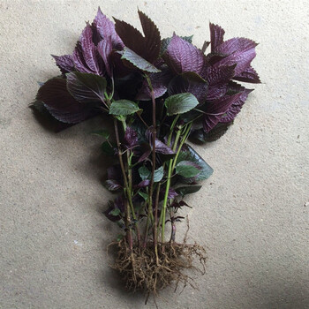 广西野生紫苏苗苏子苗新鲜紫苏种子阳台盆栽 双面紫苏20棵