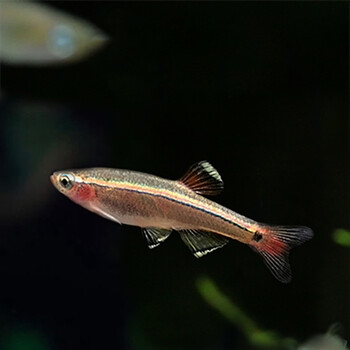 帆金丝灯科鱼小型鱼原生鱼金鱼新手群游白云金丝鱼 红尾金丝6条(2-2