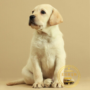 麦比佳-纯种拉布拉多犬幼犬活体宠物狗狗 导盲犬拉布拉多 双血统护卫