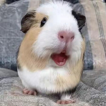 活物鼠宠物活体鼠网红鼠活体荷兰猪包活黄白黑三色荷兰猪运输笼鼠粮