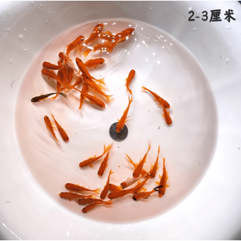 鱼红白三色白甲黄金龙凤白金锦鲤黑锦鲤龙凤活体 红色 红草金2-3cm5条
