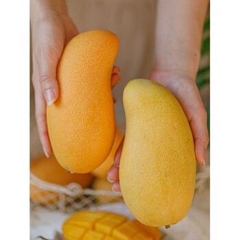 果味棠海南金煌芒香甜肥厚绵软爽滑细腻无丝大芒果一个吃到爽顺8斤