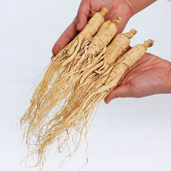 北京同仁堂东北人参生晒参白参干人参整支长白山人参野山参礼盒装泡酒