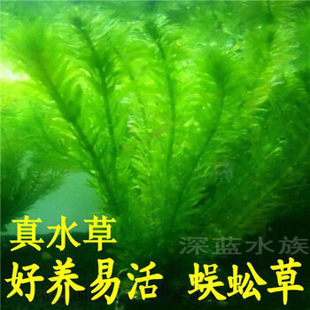 蜈蚣草懒人水草金鱼藻热带鱼缸造景虾缸草缸懒人草易养活增氧 B 蜈蚣草1杯10支左右 图片价格品牌报价 京东 蜈蚣草懒人水草金鱼藻热带鱼缸造景虾缸草缸懒人草易养活增氧 B 蜈蚣草1杯10支左右 图片价格品牌报价 京东