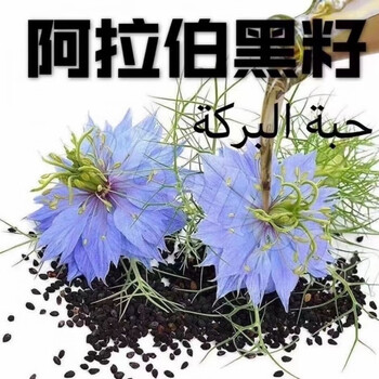 阿拉伯黑籽黑籽干净无杂质黑草种子500克一斤装