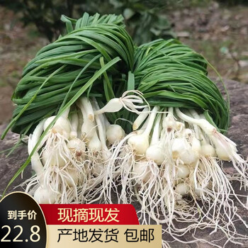 野葱新鲜野菜深山现挖小根蒜胡葱野生葱百香葱野菜苦藠头1斤新鲜野葱 图片价格品牌报价 京东 野葱新鲜野菜深山现挖小根蒜胡葱野生葱百香葱野菜苦藠头1斤新鲜野葱 图片价格品牌报价 京东