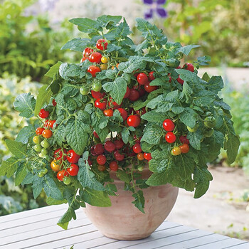 寿禾盆栽矮生小番茄种子小西红柿好吃食用观赏春季冬季播种家庭阳台