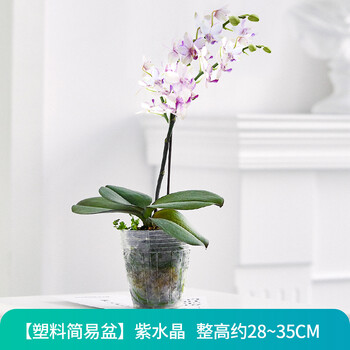 蝴蝶兰花苗盆栽带花剑花苞花卉植物室内花蝴蝶兰花鲜花真花盆景 简易盆 紫水晶 花开可观赏2 3月 含盆 图片价格品牌报价 京东