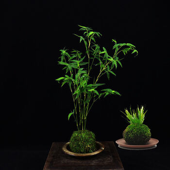 千茵阁米竹室内盆栽水培苔藓球苔玉盆景禅意雅室桌面绿植苗观赏竹q 米竹 黄金姬 图片价格品牌报价 京东