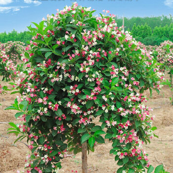 百萌(bai meng)5cm粗 五彩锦带花树苗盆栽庭院别墅四季耐寒锦带花苗地