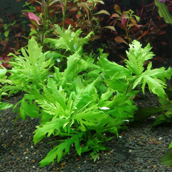ホットましい直径前景水草 Beadsbazar Jp