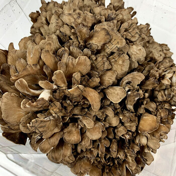 新鲜舞茸356盒灰树花新鲜蔬菜菌菇舞茸食用真菌150g盒3盒450克