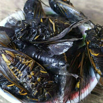 黑知了猴 多规格 新鲜活体速冻 老知了 蝉蛹蜕皮黑蝉 黑蝉1份(95只装)