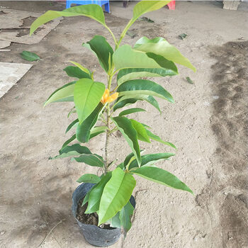 黄果兰 树苗四季白兰花盆栽植物室内四季黄角兰树苗阳台庭院大型绿植