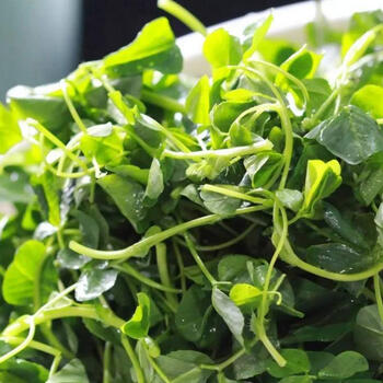 上海金花菜种籽黄花草头三叶菜种子农家蔬菜野菜籽食用苜蓿四季播金花菜种子500克 图片价格品牌报价 京东