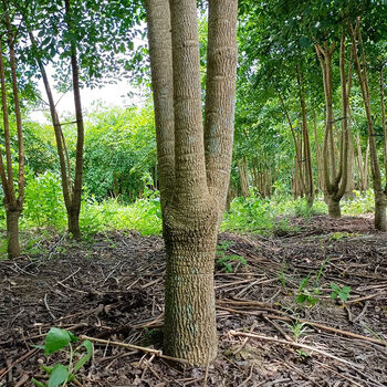 素蜜新款老桩三叉幸福树大棵型幌伞枫绿植物盆栽室内客厅书房净化空气
