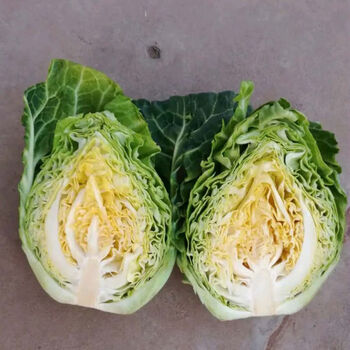 牛心莲花白新鲜包菜四川农家自种手撕尖尖卷心菜绿鸡心甘蓝时令菜 5斤