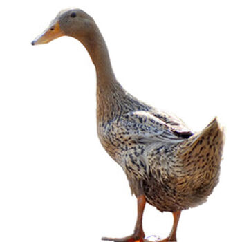 瑾伦绿头麻鸭蛋可孵化受精蛋金定鸭种蛋微山麻鸭种蛋受精蛋20枚