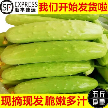 陇原红茄果瓜类商品价格及销量趋势分析|茄果瓜类低价历史查询