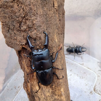 中国大扁锹甲成虫野生甲虫宠物独角仙活物秋甲中大爬虫包活 母的一只