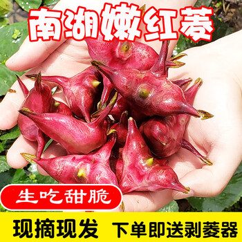 果亚多 浙江嘉兴南湖菱嫩红菱角带壳生吃新鲜菱角野生四角菱当季 2000