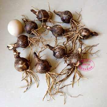 时艺精品曼珠沙华彼岸花种球盆栽石蒜种球彼岸花种子超大5年球根红色