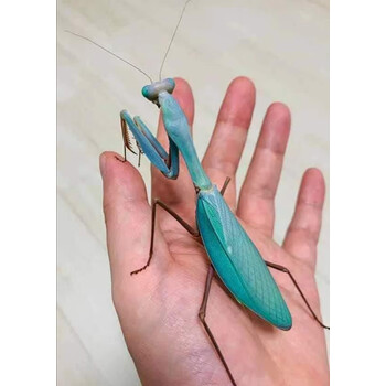 观赏宠物巴布亚斧螳异宠鸣虫爬宠另类螳螂儿童节礼物 功能版饲养大号