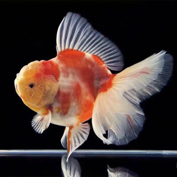 9-10cm精品樱花百褶泰狮1条 亚成