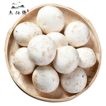 新鲜口蘑白蘑菇食用菌草菇煲汤烧烤食用营养丰富农家新鲜蔬菜3斤