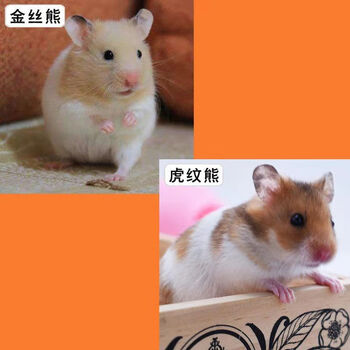 小仓鼠活体三线银狐金丝熊长毛仓鼠宠物一只仓鼠宝宝幼崽一对情侣金丝熊 虎纹熊公 图片价格品牌报价 京东