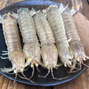 鲜活蒸熟速冻皮皮虾熟冻虾姑富贵虾特大虾爬子懒尿虾海鲜水产康胜谊中
