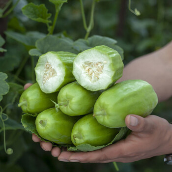八棱脆瓜菜瓜酥瓜捎瓜烧瓜新鲜水果3斤