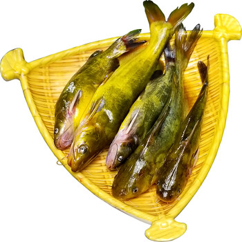 悦塘巷野湖捕昂刺鱼小河鱼淡水鱼新鲜黄辣丁鱼鲜活黄颡鱼嘎鱼黄骨鱼1