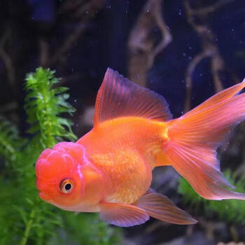 金鱼活体鱼苗观赏鱼小金鱼锦鲤鱼冷水鱼兰寿蝶尾易养宠物 红狮子头2条