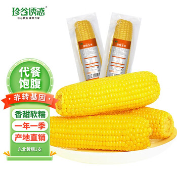 珍谷诱惑 东北糯玉米 新鲜甜糯玉米棒 粘苞米穗 真空代餐玉米 非转基因 试吃装！黄糯玉米1支