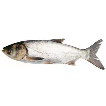 胖头鱼鲢鱼头剁椒鱼头鱼头煲汤花鲢大头白鲢新鲜鲜活现杀白鲢鱼445斤