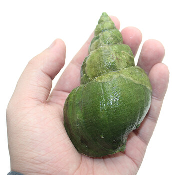 厚今海鲜熟冻翡翠螺冷冻水产坏单包赔12只袋