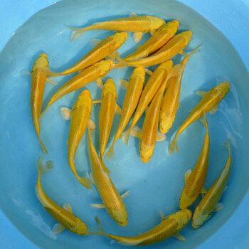 鱼黄金红白纯种锦鲤活鱼金鱼鱼苗风水鱼招财鱼锦鲤小鱼苗草金懒人鱼