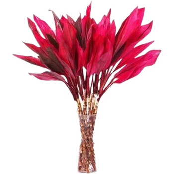 中梦富贵竹水培植物紫竹转运竹室内水养绿植客厅盆栽 紫叶竹80厘米10根 不含瓶