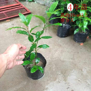 hqc香叶树苗亦名月桂叶食用植物中盆栽居家做菜调料四季常青绿植4年苗