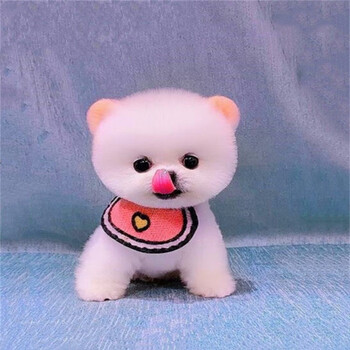 纯种博美幼犬活体宠物狗狗茶杯犬狗狗博美狗狗哈多利亚俊介犬小体宠物