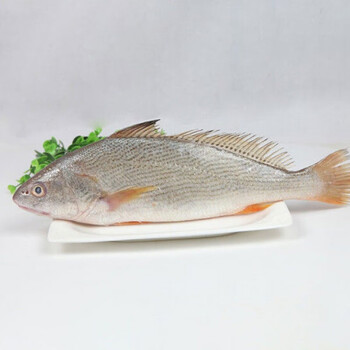 新鲜大姑鱼海捕铜锣鱼婆鸡鱼深海鲜水产批发大黄姑鱼2条每条约1斤以上