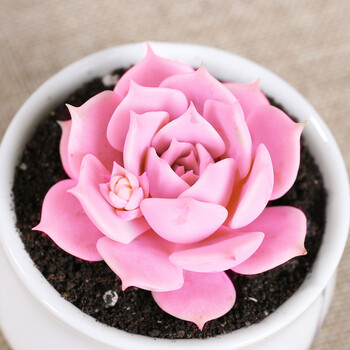 花匠汇 肉肉 多肉植物组合盆栽绿植花卉室内 玉露大颗 含盆土 深灰色