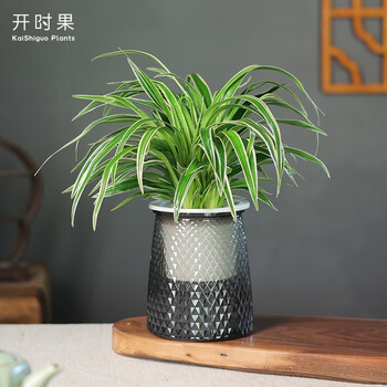 开时果 绿植盆栽办公室桌面摆件（栽好发货）水培绿植花卉盆景水生植物 吊兰