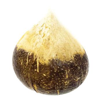 泰国糯米椰子泰国糯米椰子椰汁粘稠小果1个装腰围3335cm