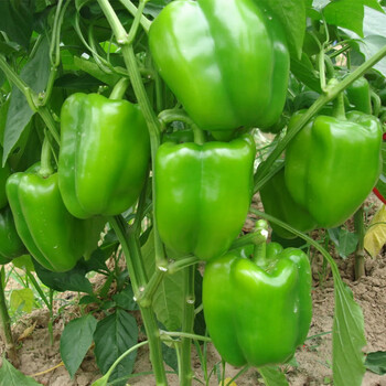 恋品惠彩色红甜椒辣椒种子高产灯笼椒菜椒太空椒籽阳台菜园春四季蔬菜