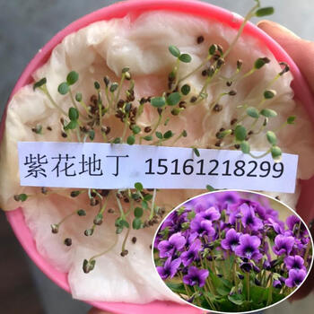 莱芮紫花地丁种子多年生花种籽子野堇菜花籽四季易活地被覆绿耐寒耐阴紫花地丁种子一斤 图片价格品牌报价 京东 莱芮紫花地丁种子多年生花种籽子野堇菜花籽四季易活地被覆绿耐寒耐阴紫花地丁种子一斤 图片价格品牌报价 京东