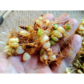 贵州咕噜子药草药新鲜银珠草苗药九子连环草珍珠三七算盘子500克